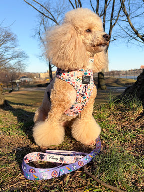 INFLUENCER_CONTENT | @LIZZIELIKEMCGUIRE | COLLAR & HARNESS SIZE: S