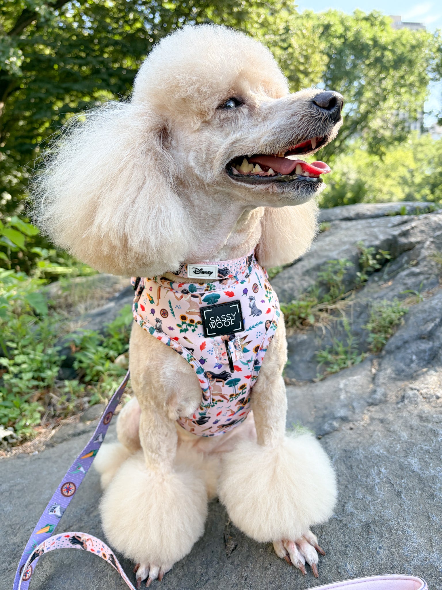 INFLUENCER_CONTENT | @LIZZIELIKEMCGUIRE | COLLAR & HARNESS SIZE: S