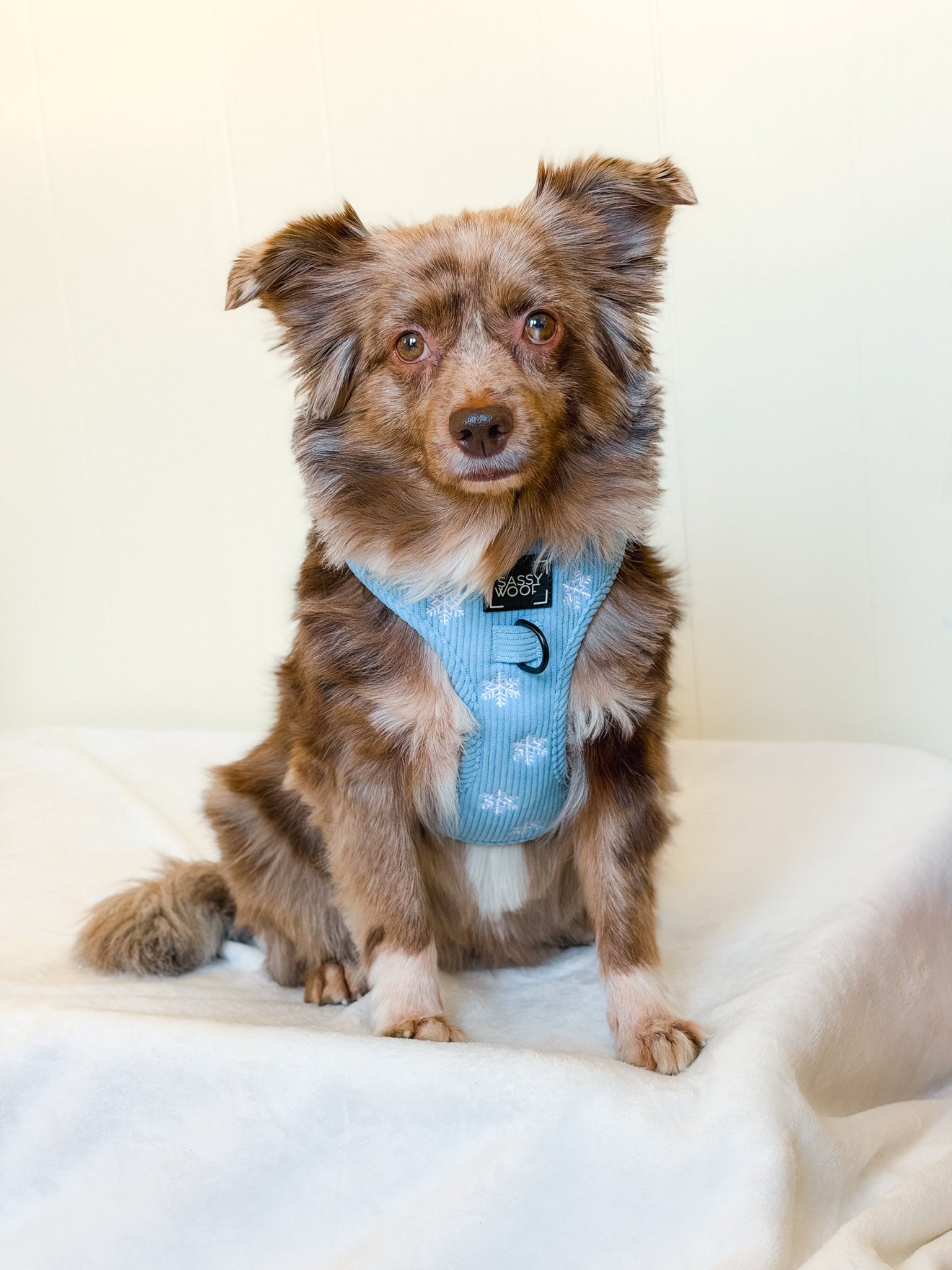 INFLUENCER_CONTENT | @LOVEMAYALIFE | HARNESS SIZE: M, COLLAR SIZE: M