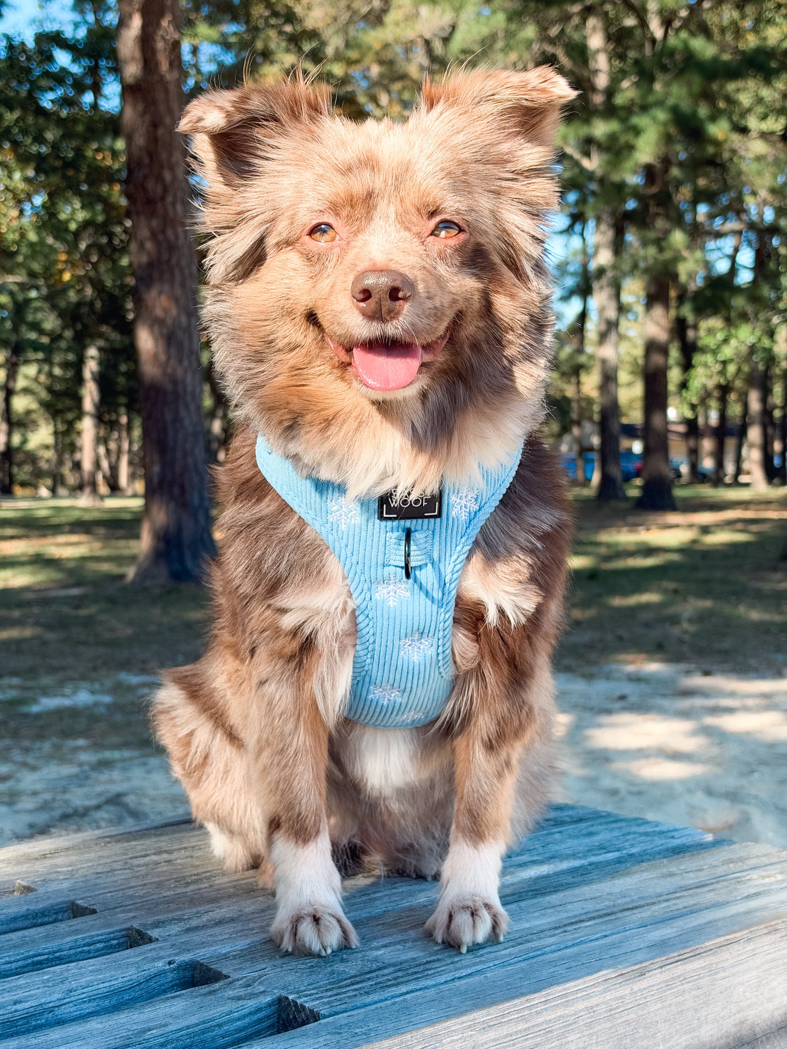 INFLUENCER_CONTENT | @LOVEMAYALIFE | HARNESS SIZE: M, COLLAR SIZE: M