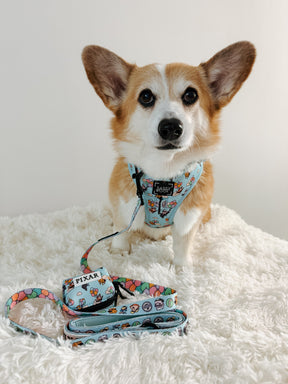 INFLUENCER_CONTENT | @LULUANDJAKETHECORGIS | SIZE M