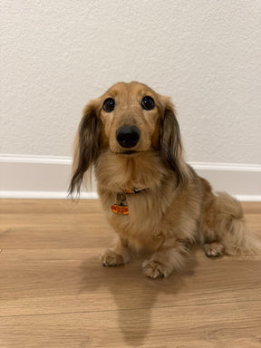 INFLUENCER_CONTENT | @MAGGIE.THE.DOXIE | SIZE XS