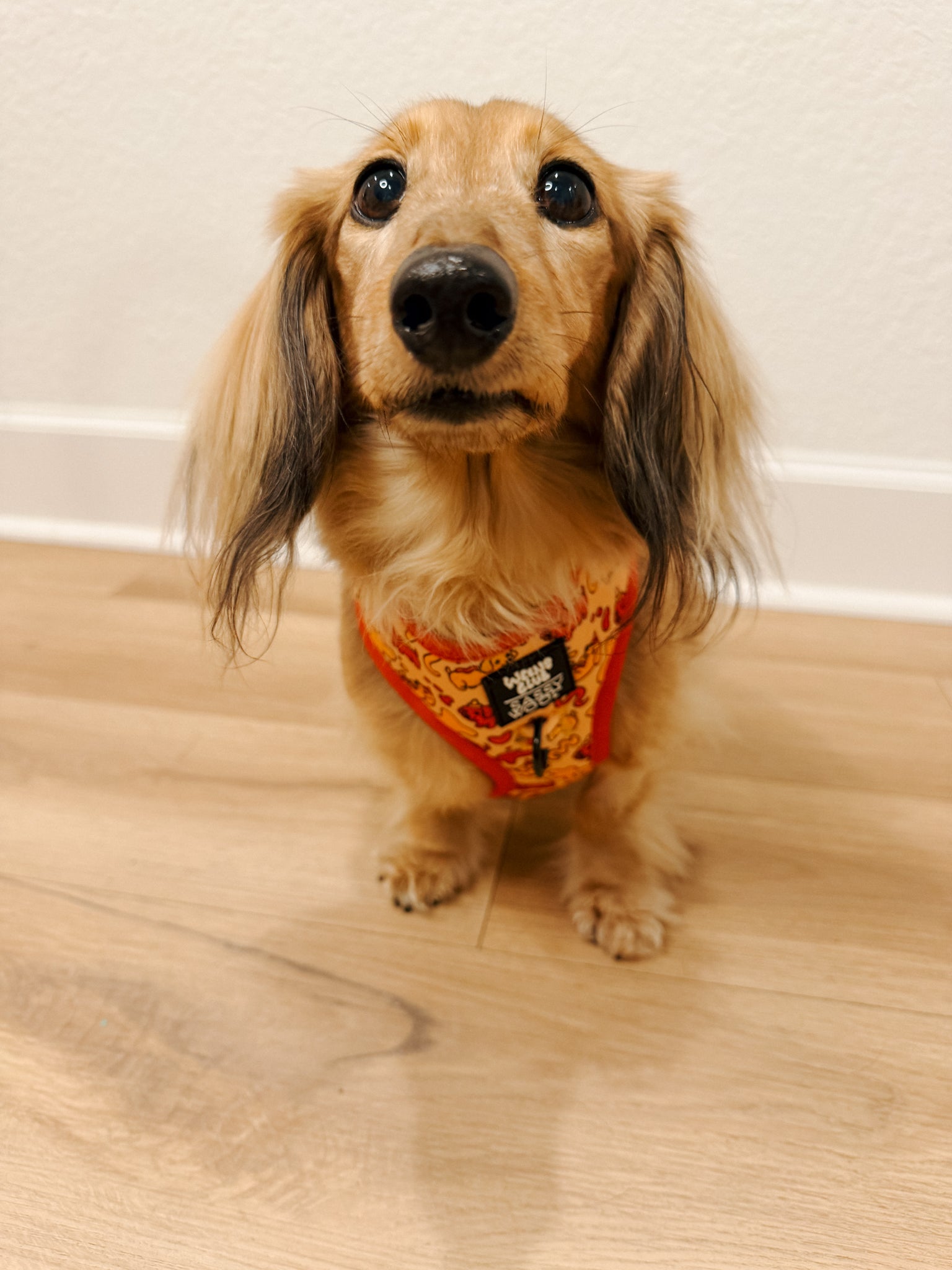 INFLUENCER_CONTENT | @MAGGIE.THE.DOXIE | SIZE XS