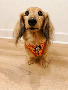 INFLUENCER_CONTENT | @MAGGIE.THE.DOXIE | SIZE XS