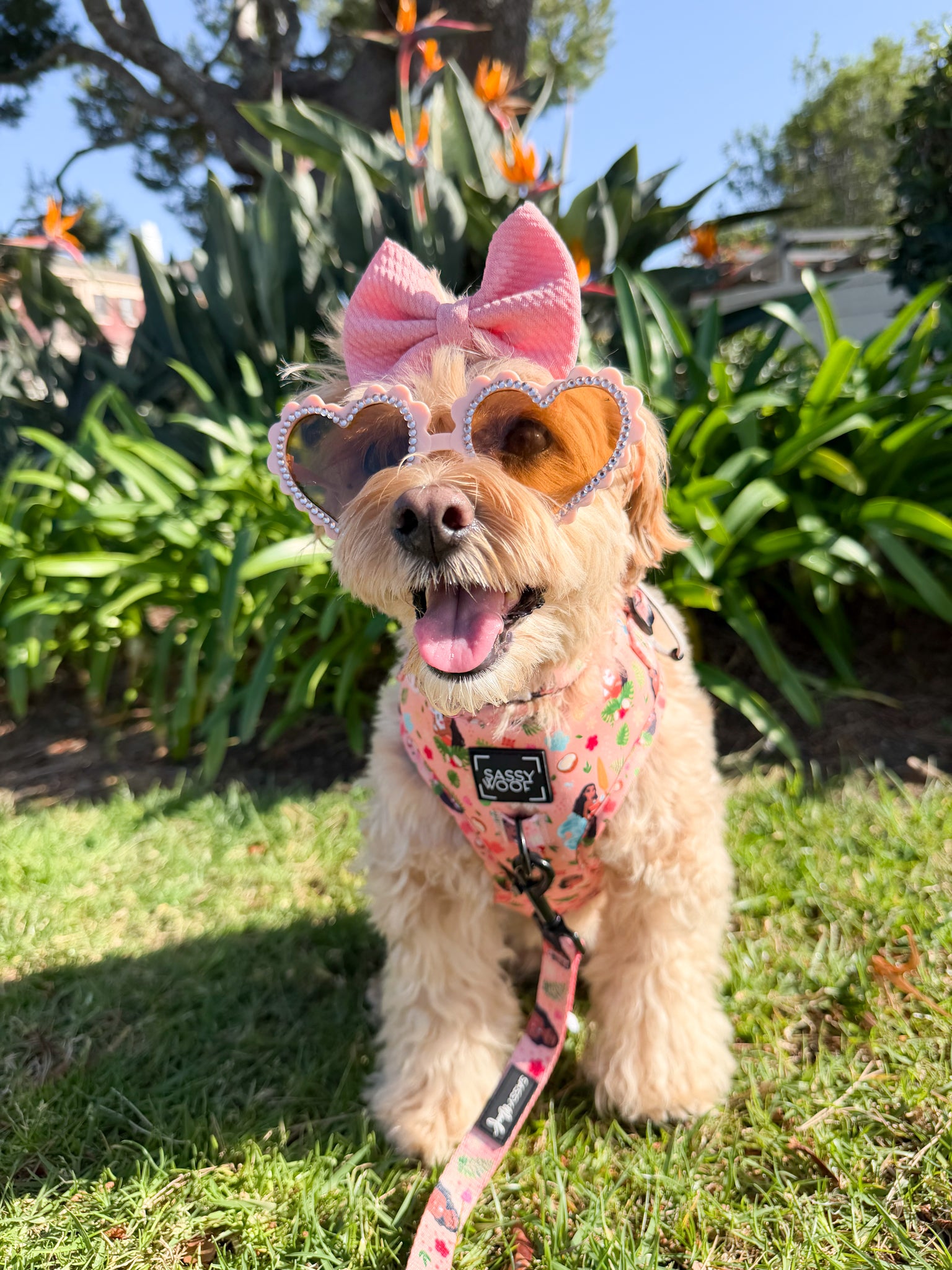INFLUENCER_CONTENT | @MALTIPOO.KONA| COLLAR & HARNESS SIZE: S&M