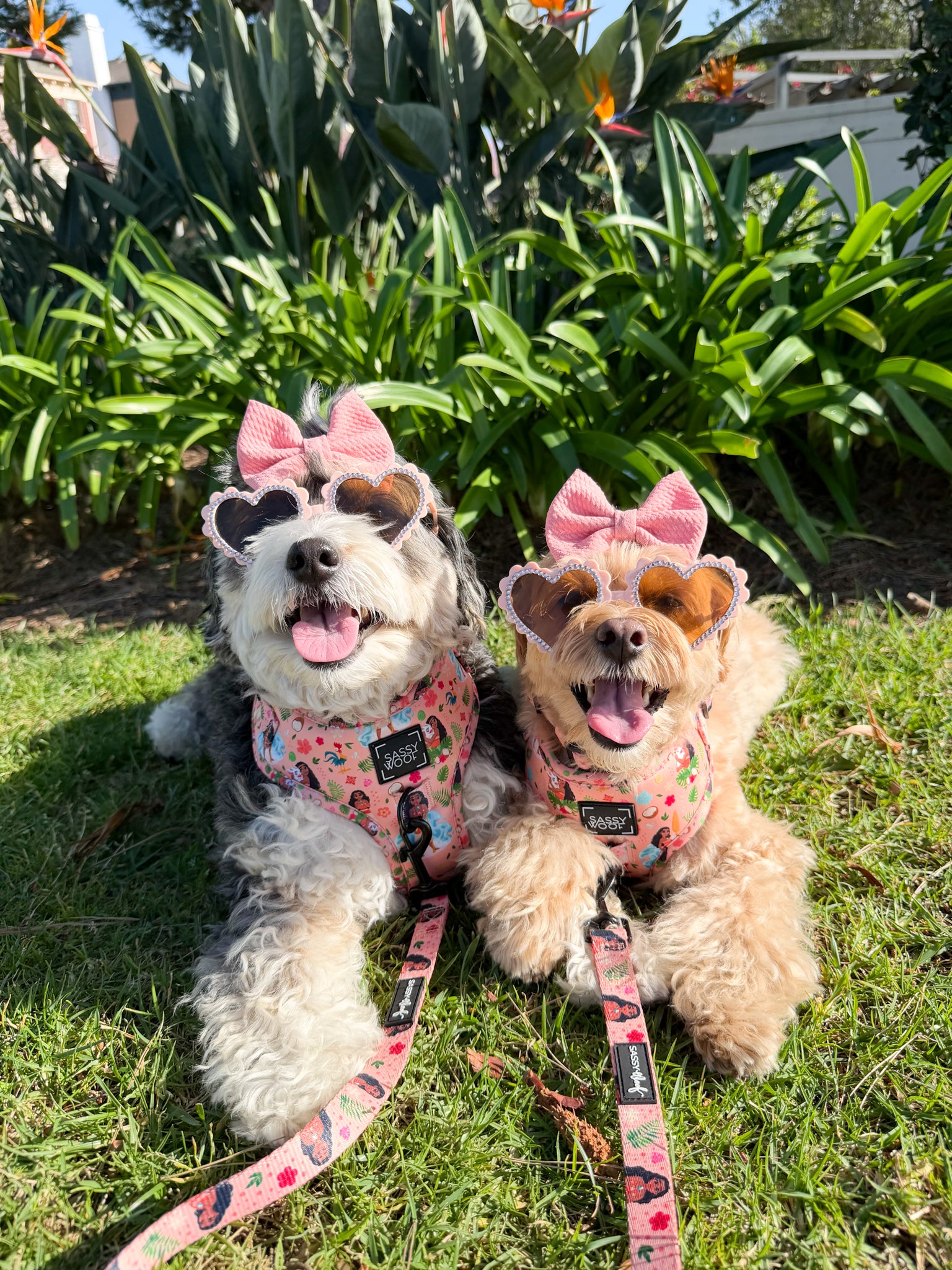 INFLUENCER_CONTENT | @MALTIPOO.KONA| COLLAR & HARNESS SIZE: S&M