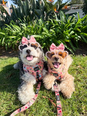 INFLUENCER_CONTENT | @MALTIPOO.KONA| COLLAR & HARNESS SIZE: S&M