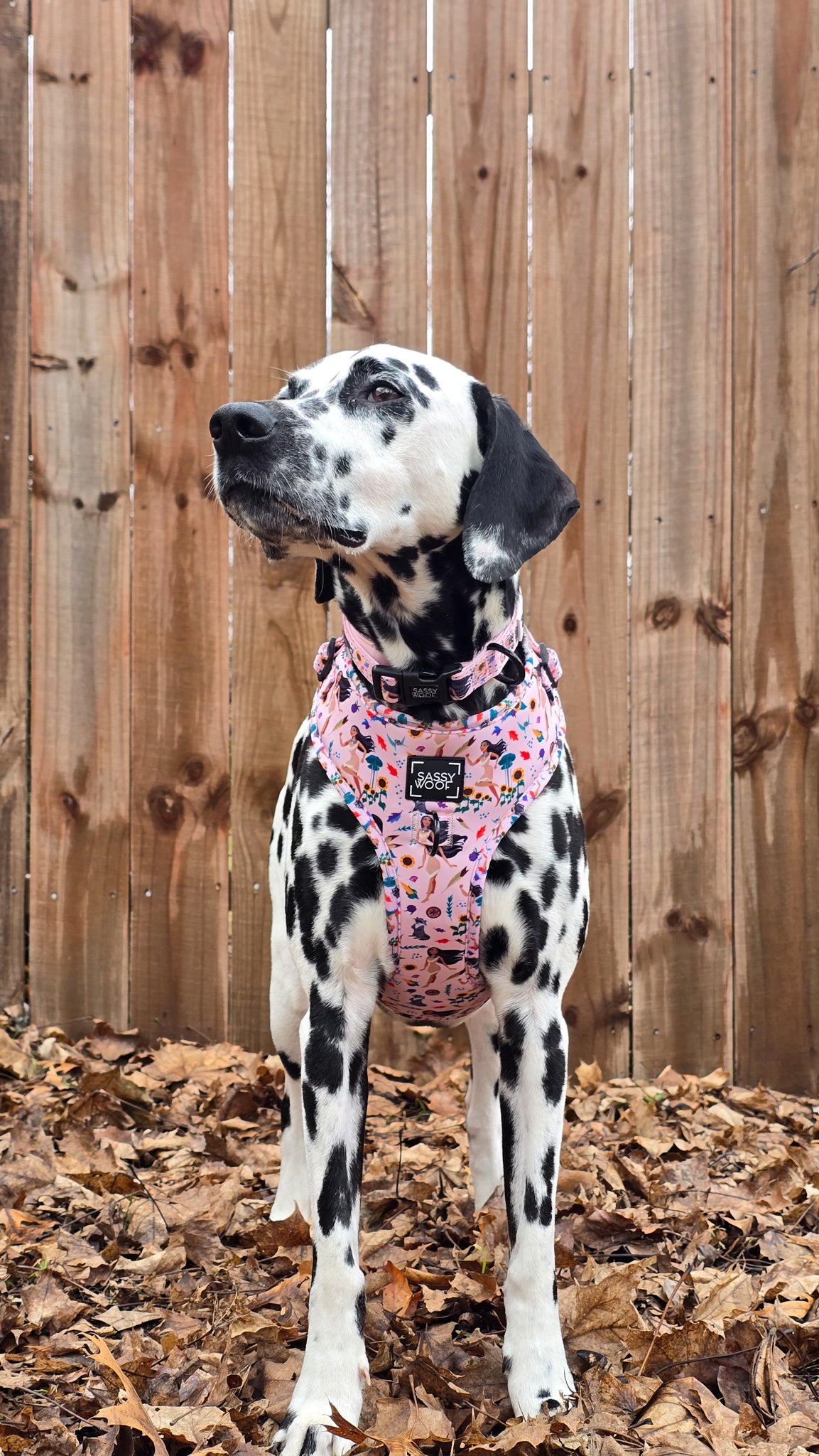 INFLUENCER_CONTENT | @MANCHASTHEDAL | COLLAR SIZE M & HARNESS SIZE: L