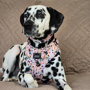 INFLUENCER_CONTENT | @MANCHASTHEDAL | COLLAR SIZE M & HARNESS SIZE: L