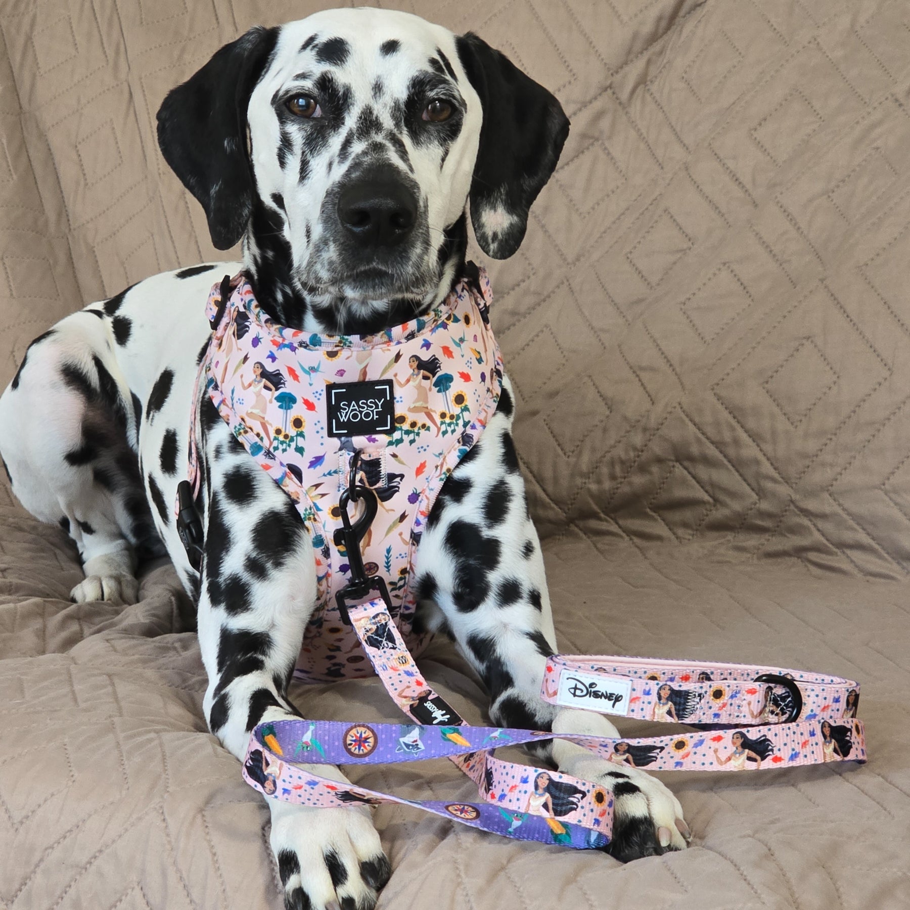 INFLUENCER_CONTENT | @MANCHASTHEDAL | COLLAR SIZE M & HARNESS SIZE: L