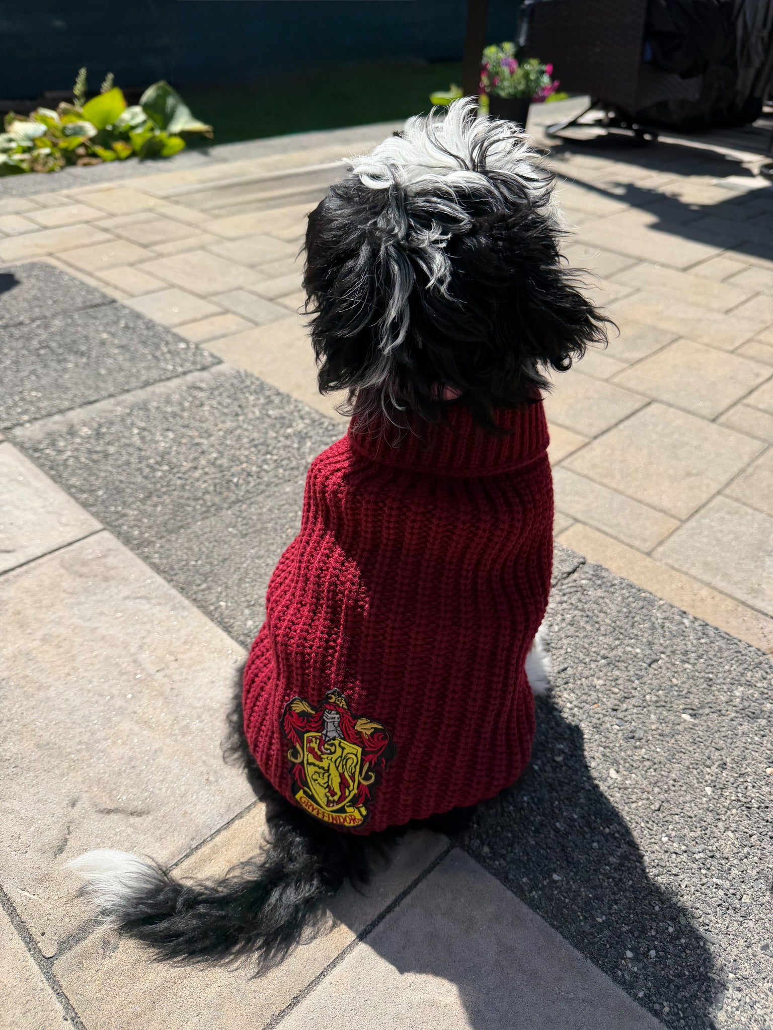 INFLUENCER_CONTENT | @MATILDAROSEGOLDENDOODLE | SIZE: M