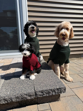 INFLUENCER_CONTENT | @MATILDAROSEGOLDENDOODLE | SIZE: M & XXL