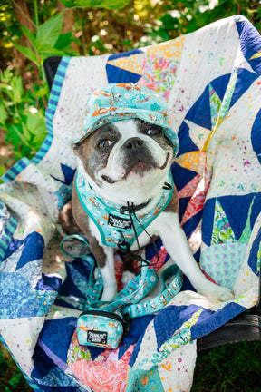 INFLUENCER_CONTENT | MAVIS_THEBLUEBOSTON | HAT, COLLAR & HARNESS SIZE M