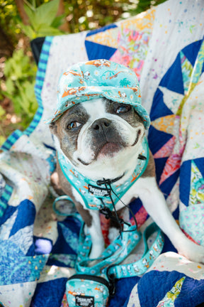 INFLUENCER_CONTENT | @MAVIS_THEBLUEBOSTON | HAT, COLLAR & HARNESS SIZE: M
