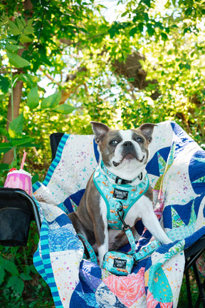 INFLUENCER_CONTENT | @MAVIS_THEBLUEBOSTON | HAT SIZE: M & HARNESS & COLLAR SIZE: M