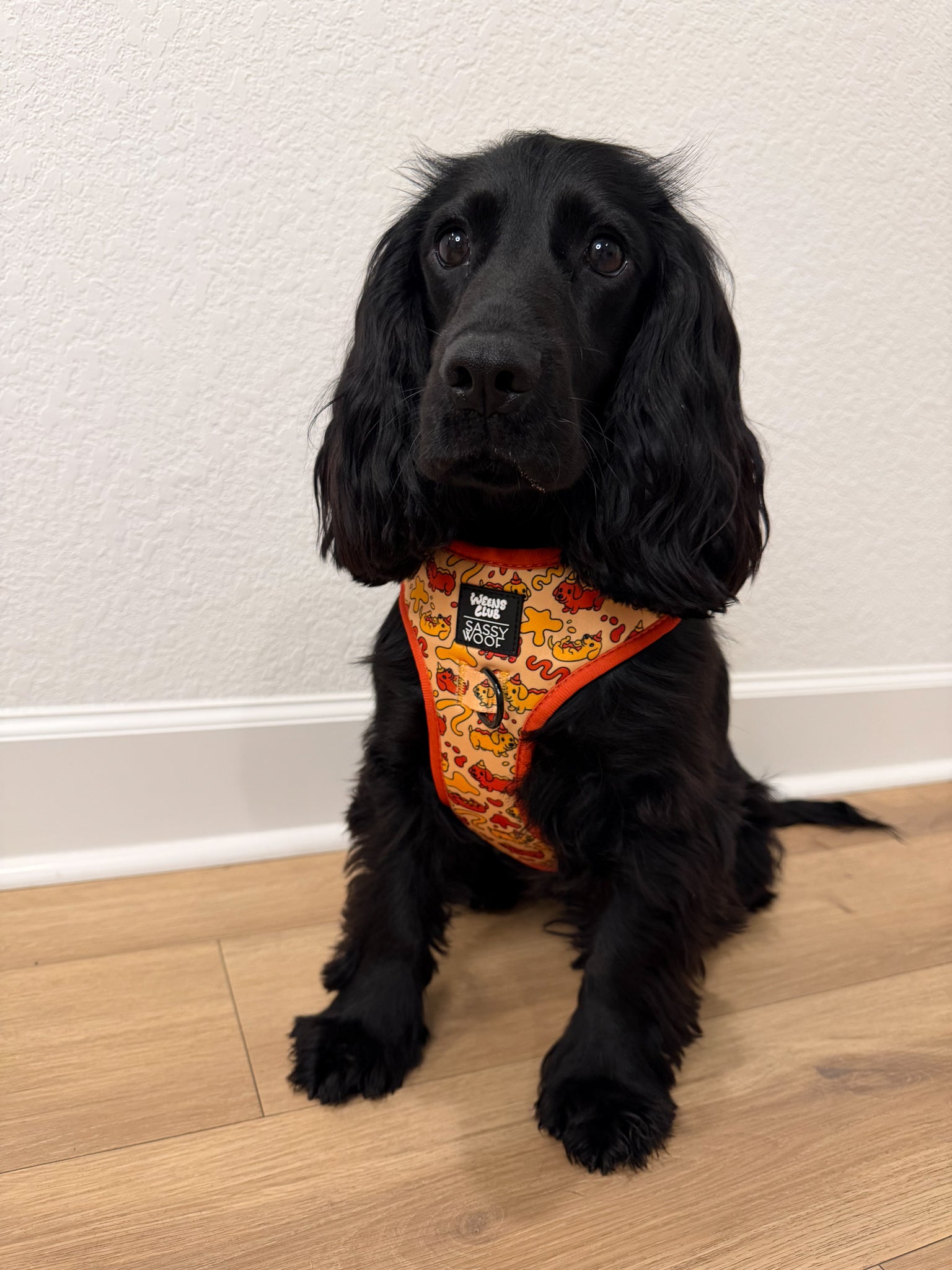 INFLUENCER_CONTENT | @MILLIE.THE.ENGLISHCOCKER | SIZE M