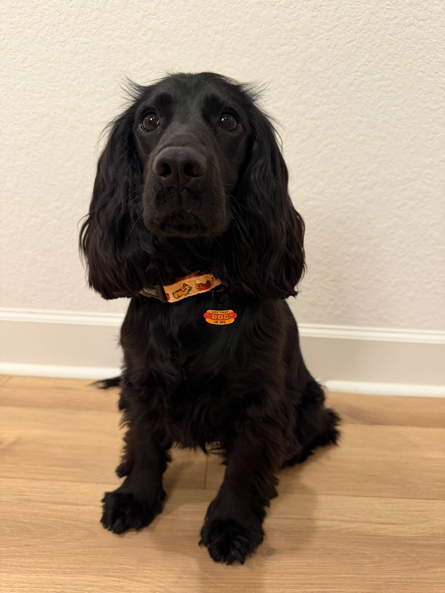 INFLUENCER_CONTENT | @MILLIE.THE.ENGLISHCOCKER | SIZE M