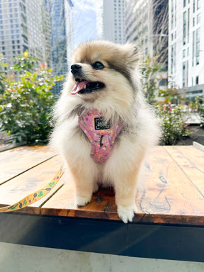 INFLUENCER_CONTENT | @MISS.MILLIE.POM | HARNESS SIZE: XXS