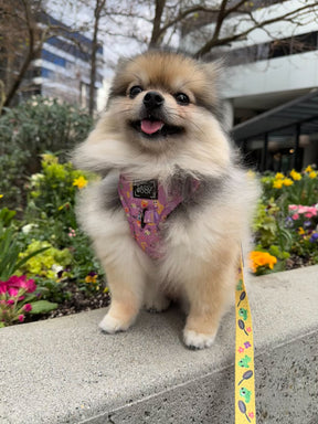 INFLUENCER_CONTENT | @MISS.MILLIE.POM | HARNESS SIZE: XXS