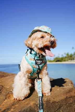 INFLUENCER_CONTENT | @MOCHIII808 | HAT & COLLAR SIZE: S & HARNESS SIZE: XS