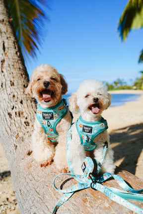 INFLUENCER_CONTENT | @MOCHIII808 | COLLAR SIZE: S & HARNESS SIZE: XS
