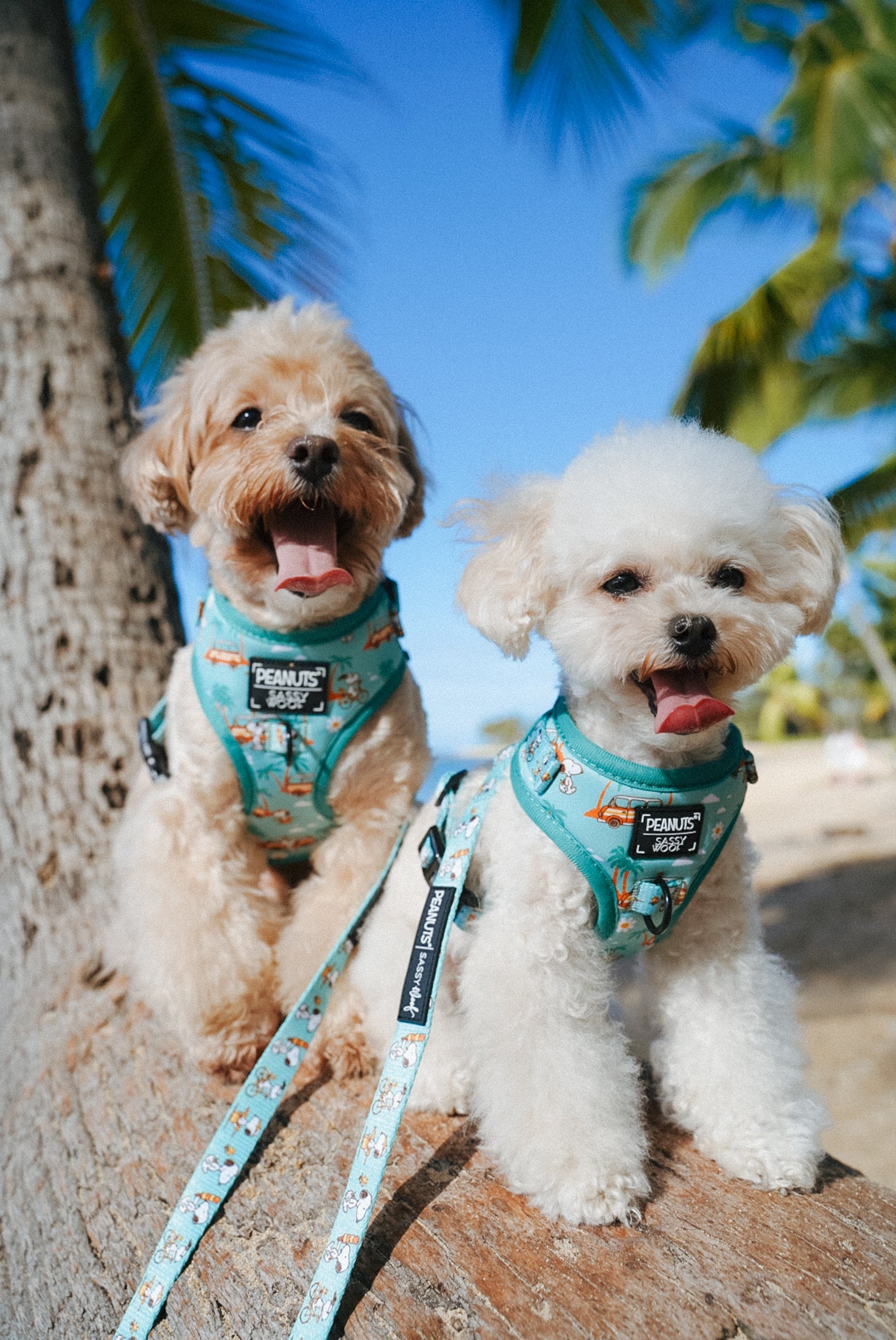 INFLUENCER_CONTENT | @MOCHIII808 | COLLAR SIZE: S & HARNESS SIZE: XS