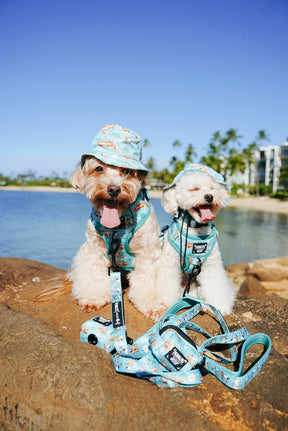 INFLUENCER_CONTENT | @MOCHIII808 | HAT & COLLAR SIZE: S & HARNESS SIZE: XS