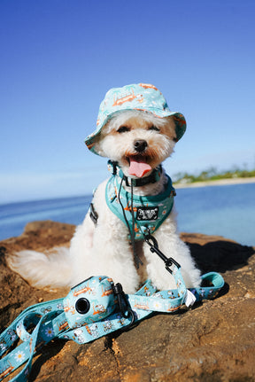 INFLUENCER_CONTENT | @MOCHIII808 | HAT & COLLAR SIZE: S & HARNESS SIZE: XS