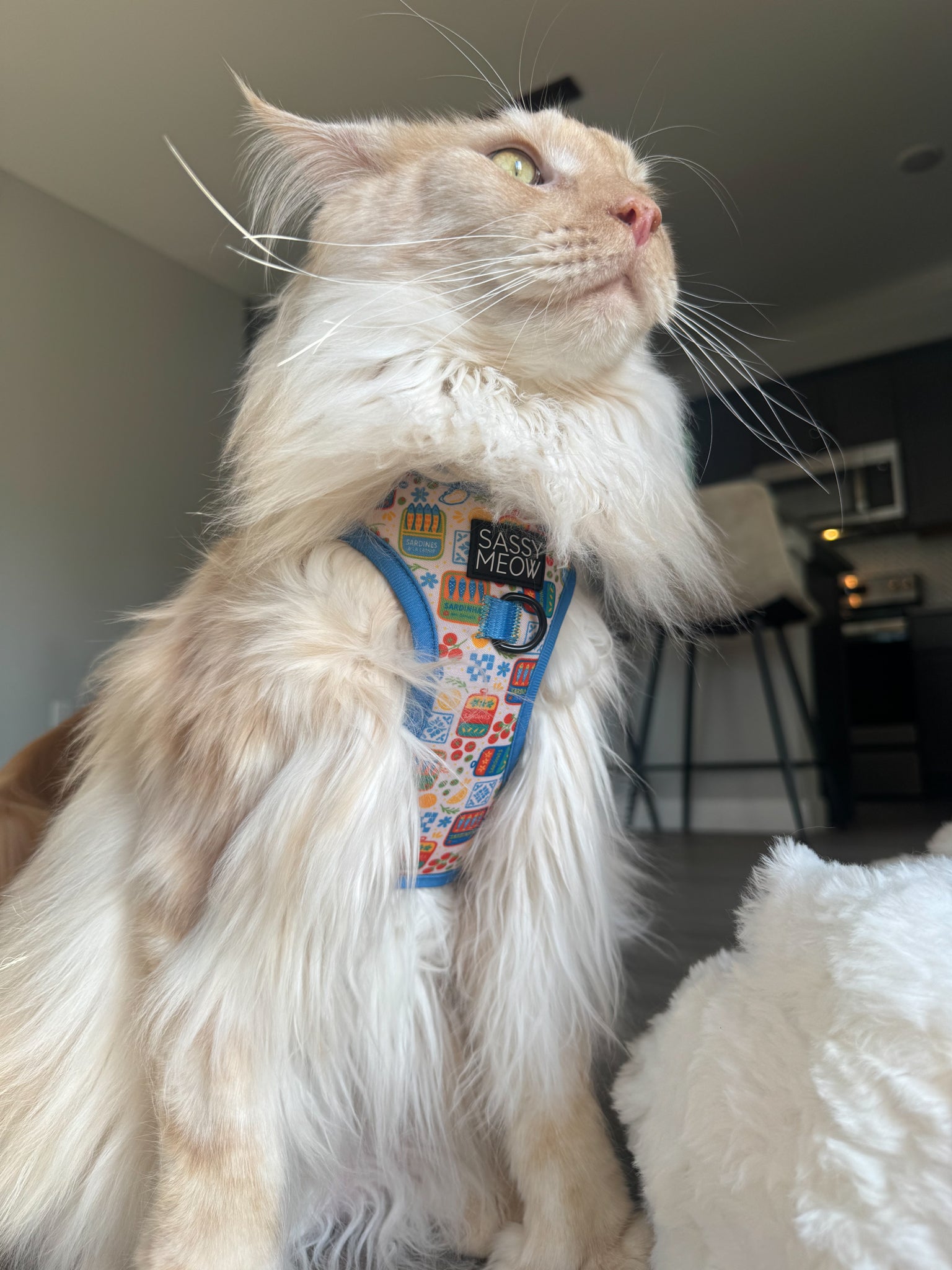 INFLUENCER_CONTENT | @OUR_MAINECOON_LIFE | SIZE L
