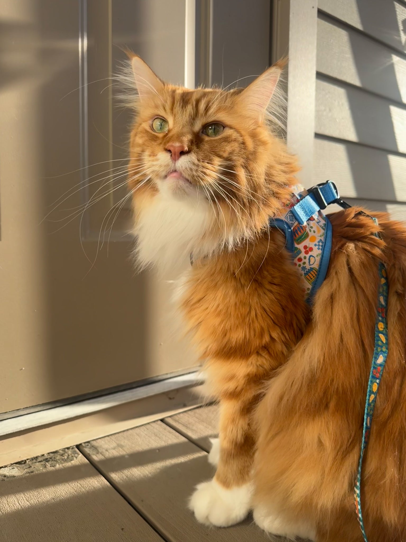 INFLUENCER_CONTENT | @OUR_MAINECOON_LIFE | SIZE M