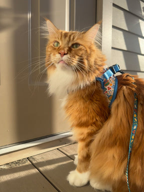 INFLUENCER_CONTENT | @OUR_MAINECOON_LIFE | SIZE M