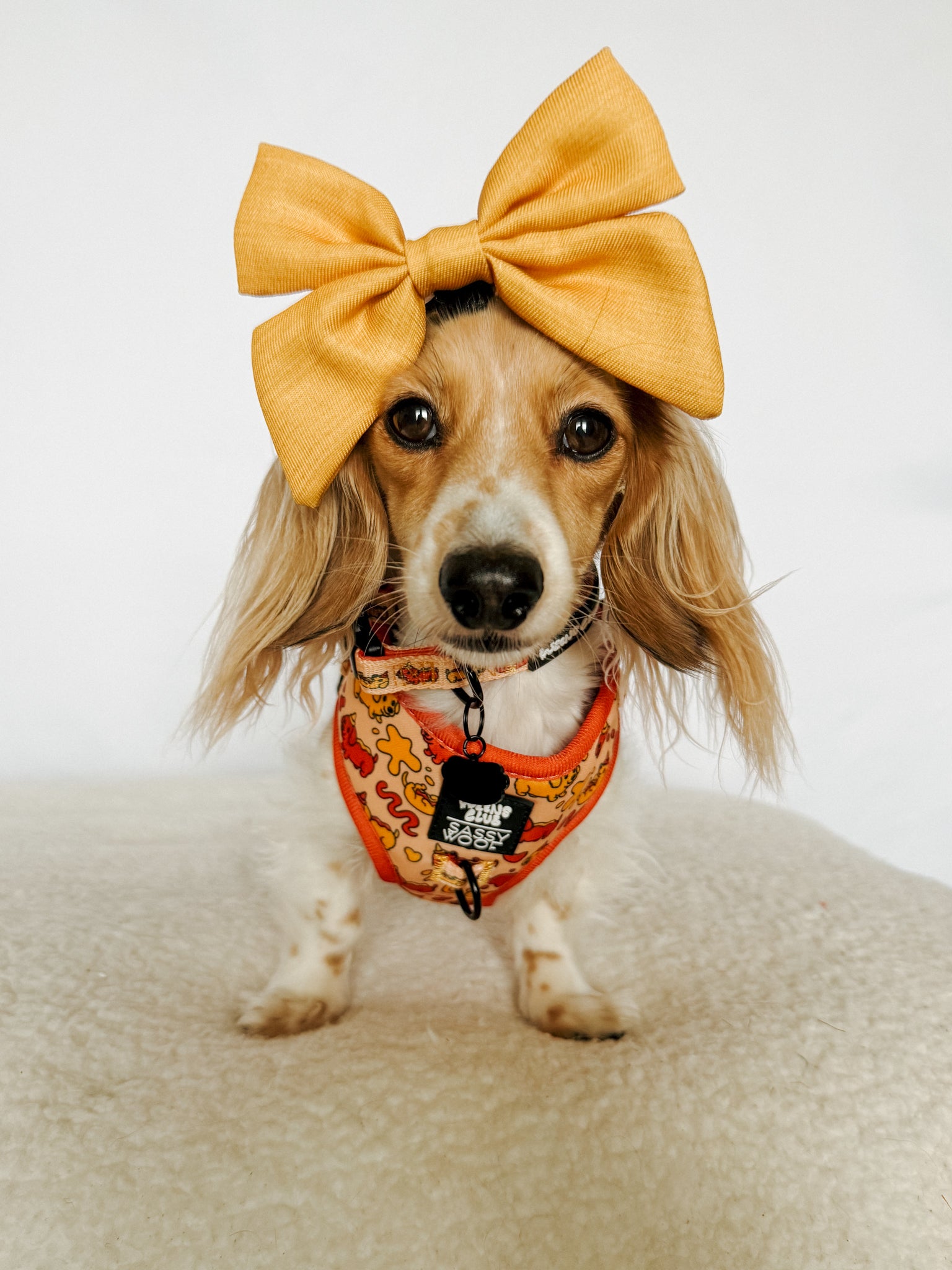 INFLUENCER_CONTENT | @POPPINTHEDACHSHUND | SIZE XS