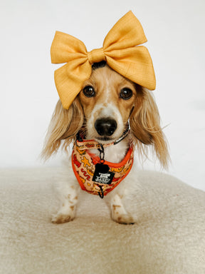 INFLUENCER_CONTENT | @POPPINTHEDACHSHUND | SIZE XS