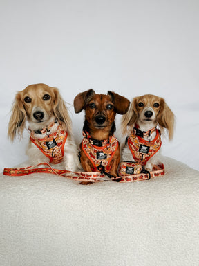 INFLUENCER_CONTENT | @POPPINTHEDACHSHUND | SIZE XS