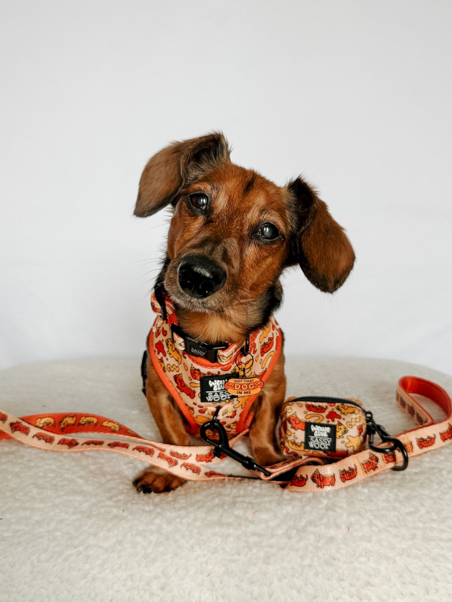 INFLUENCER_CONTENT | @POPPINTHEDACHSHUND | SIZE XS