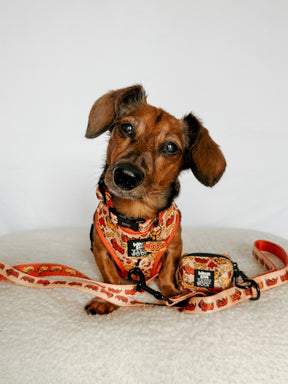 INFLUENCER_CONTENT | @POPPINTHEDACHSHUND | SIZE XS