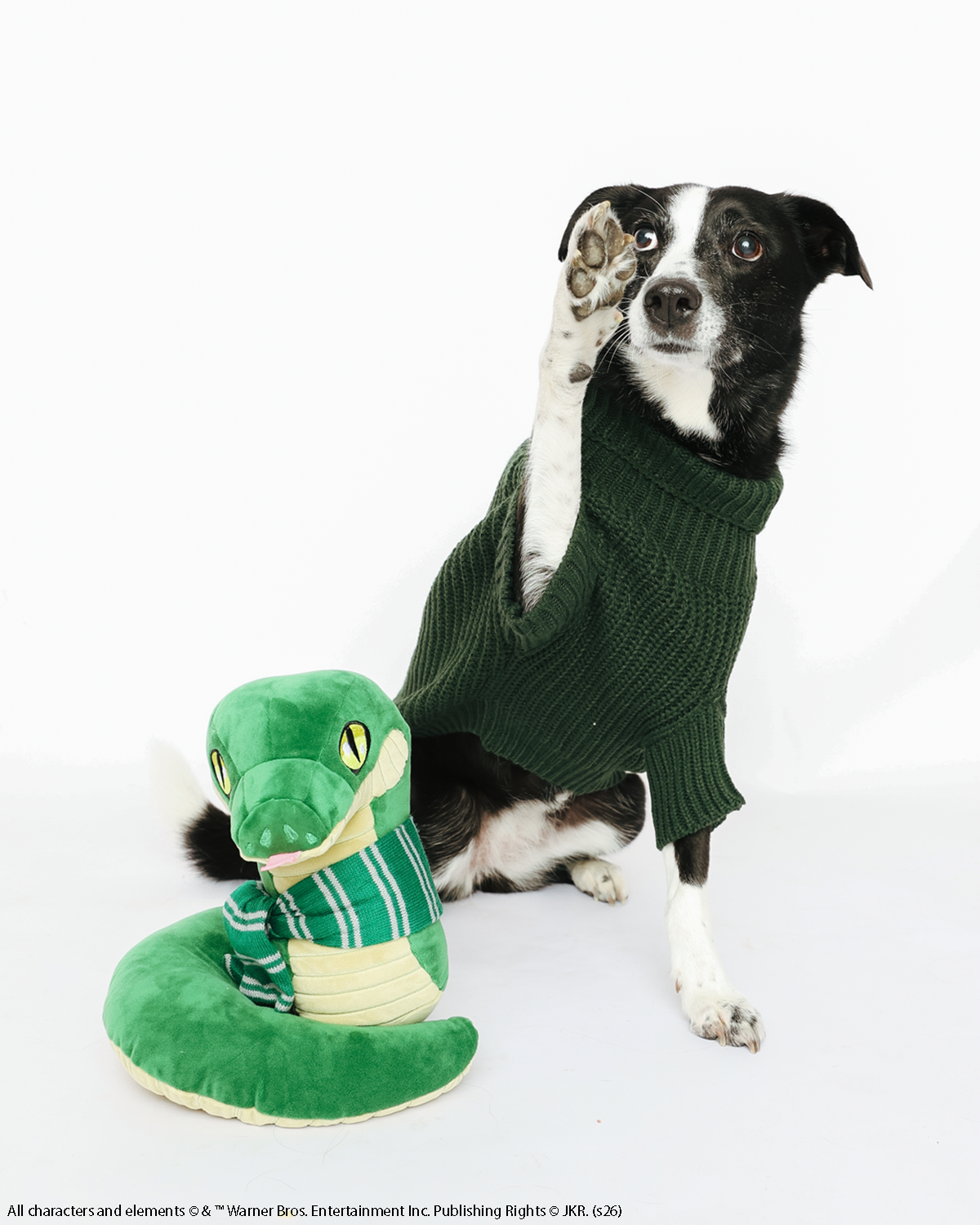 A black and white dog wearing the Sassy Woof Pet Cable Knit Sweater - Harry Potter™ Slytherin in green sits with one paw raised next to a green plush snake toy.
