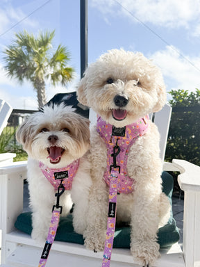 INFLUENCER_CONTENT | @REMYROSE_GOLDENDOODLE | COLLAR SIZE: S/M & HARNESS SIZE: XS/M