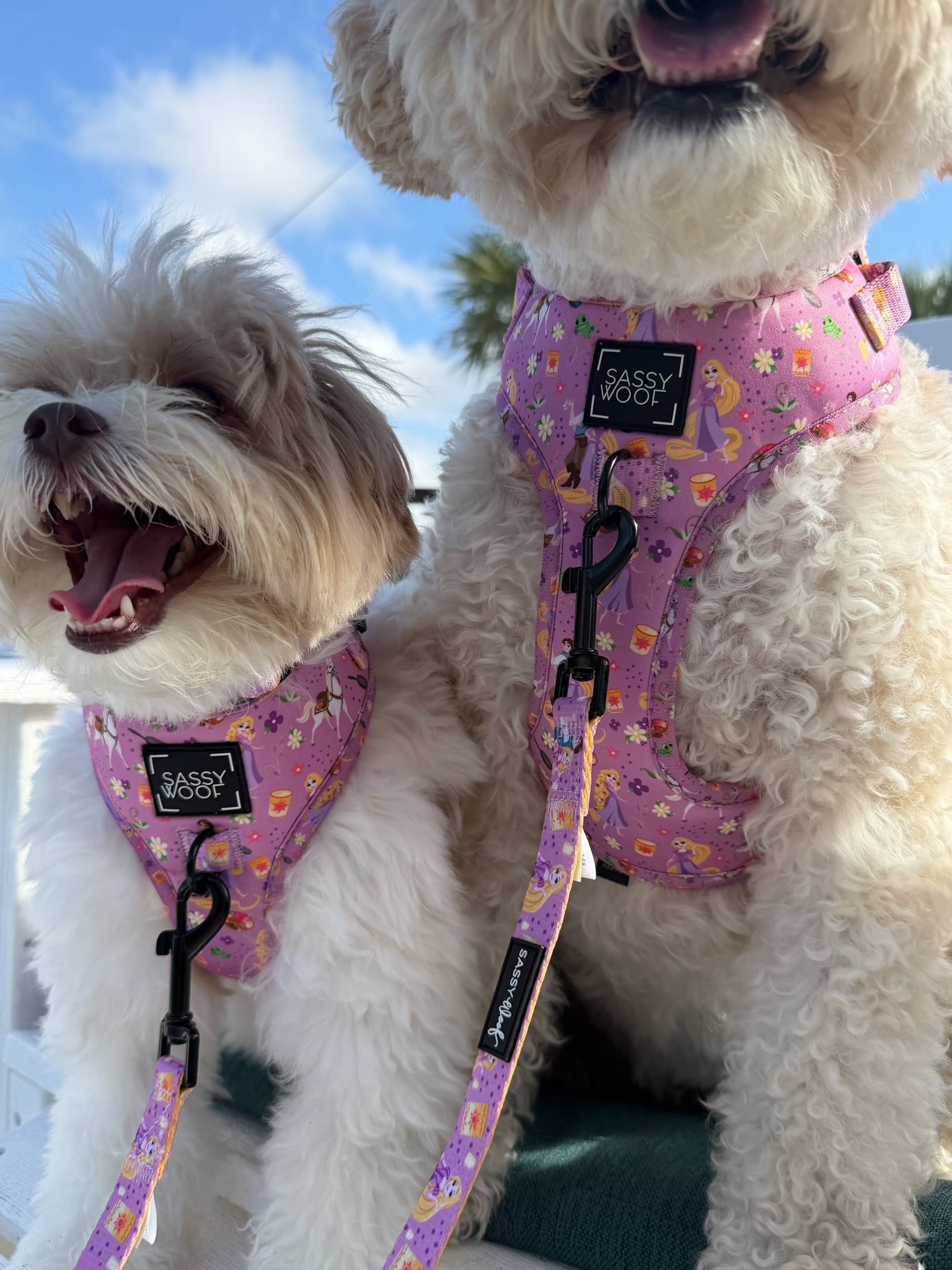 INFLUENCER_CONTENT | @REMYROSE_GOLDENDOODLE | COLLAR SIZE: M/S & HARNESS SIZE: M/XS