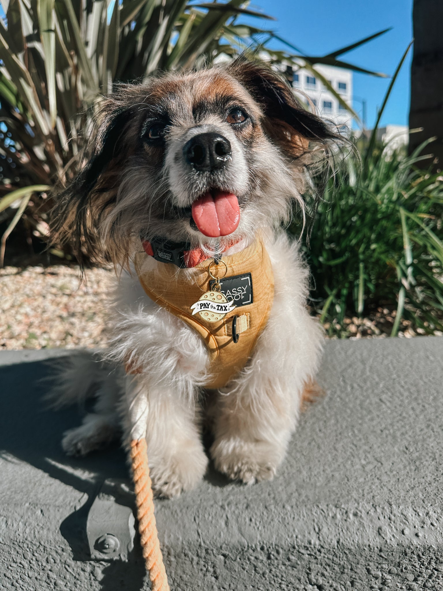 INFLUENCER_CONTENT | RESCUINGRUTHIE | SIZE S & XS