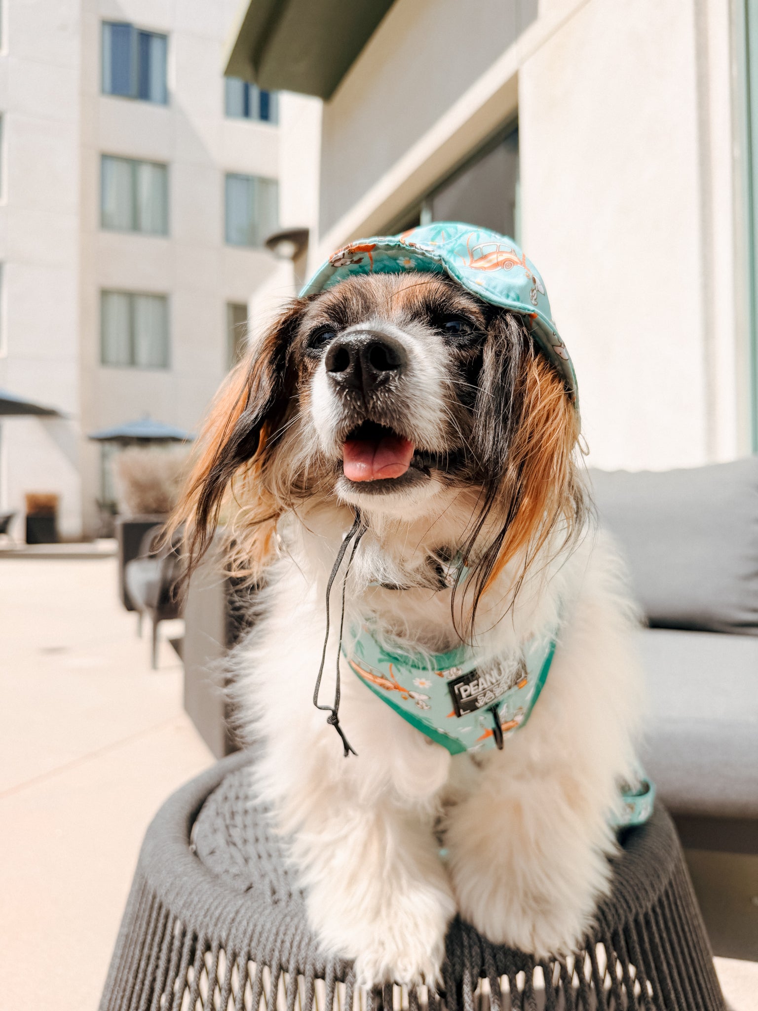 INFLUENCER_CONTENT | @RESCUINGRUTHIE | HAT & COLLAR SIZE: S & HARNESS SIZE: XS