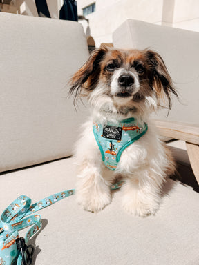 INFLUENCER_CONTENT | @RESCUINGRUTHIE | COLLAR SIZE: S & HARNESS SIZE: XS
