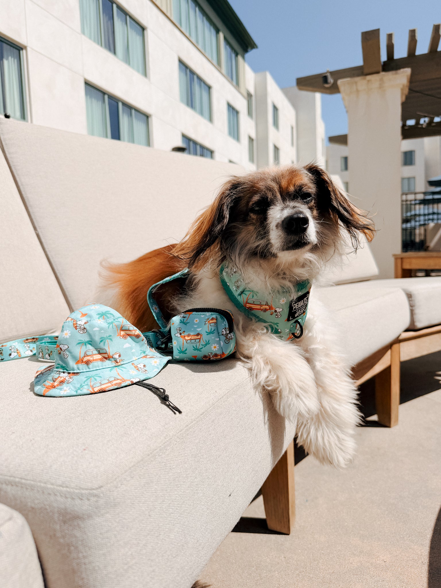 INFLUENCER_CONTENT | @RESCUINGRUTHIE | HAT & COLLAR SIZE: S & HARNESS SIZE: XS