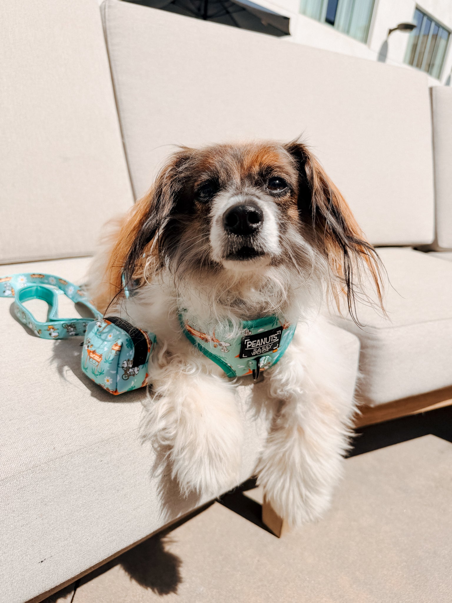INFLUENCER_CONTENT | @RESCUINGRUTHIE | COLLAR SIZE: S & HARNESS SIZE: XS