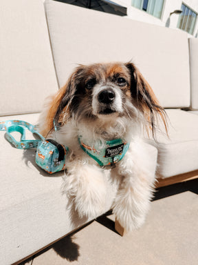 INFLUENCER_CONTENT | @RESCUINGRUTHIE | COLLAR SIZE: S & HARNESS SIZE: XS