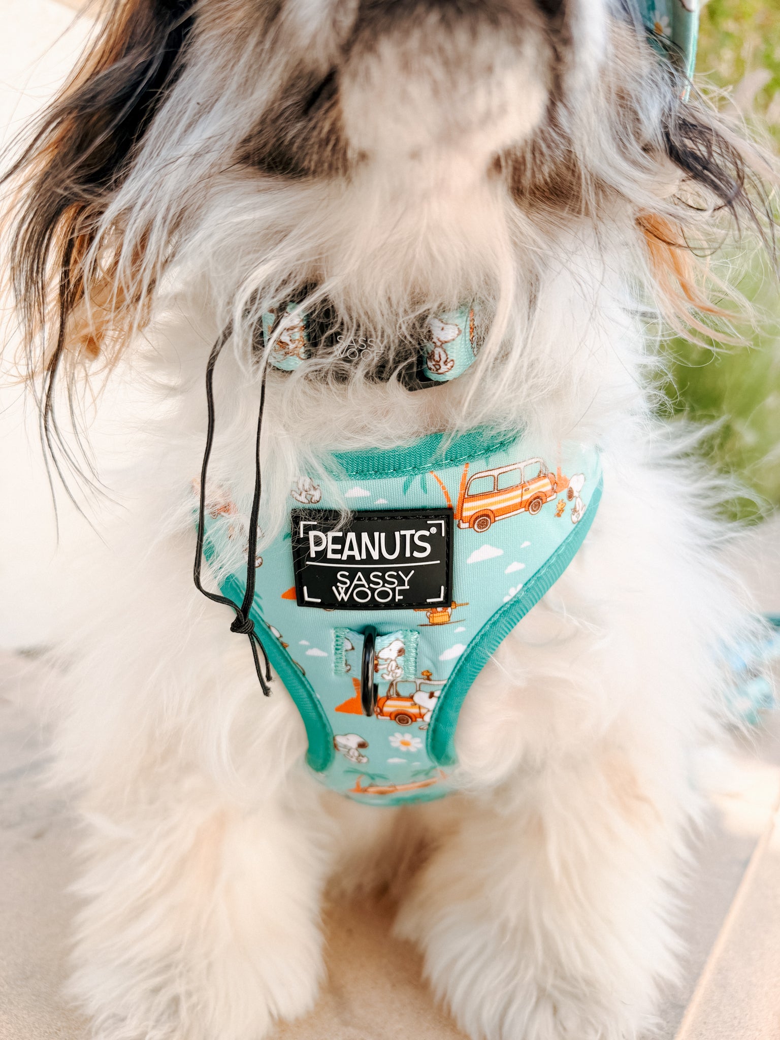 INFLUENCER_CONTENT | @RESCUINGRUTHIE | COLLAR SIZE: S & HARNESS SIZE: XS