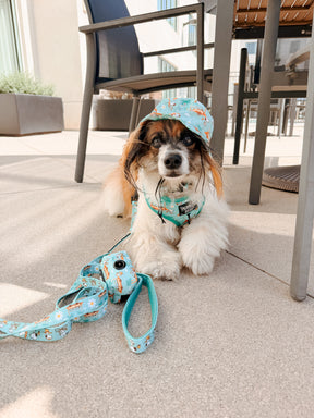 INFLUENCER_CONTENT | @RESCUINGRUTHIE | COLLAR SIZE: S & HARNESS SIZE: XS