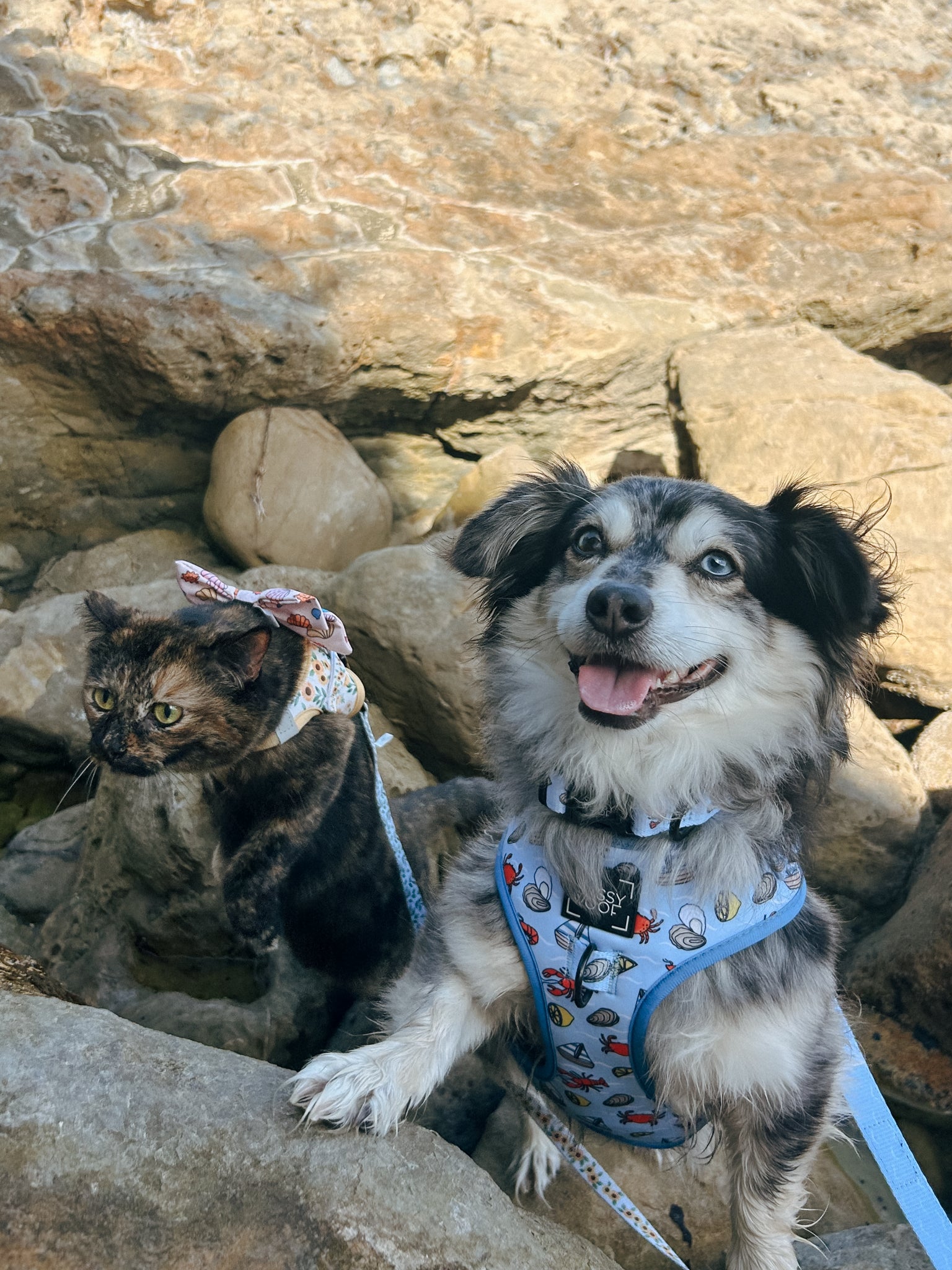 INFLUENCER_CONTENT | @SCREAMY_BEANY | SIZE M