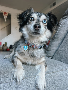 INFLUENCER_CONTENT | @SCREAMY_BEANY | SIZE M