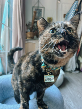 INFLUENCER_CONTENT | @SCREAMY_BEANY | SIZE M